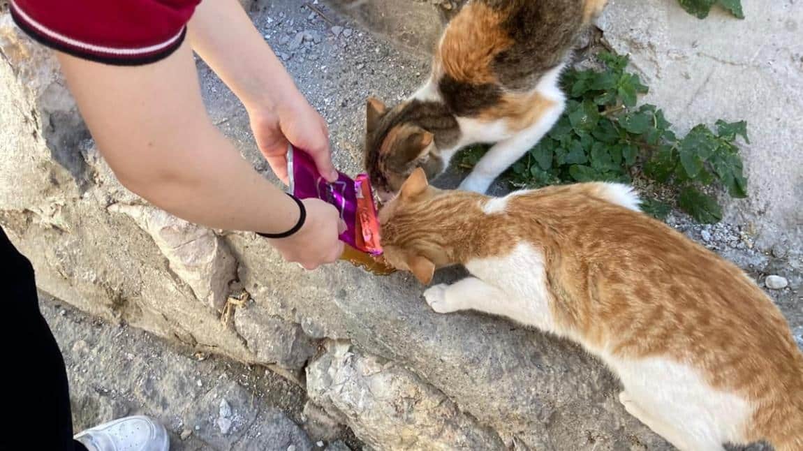 4 Ekim Hayvanları Koruma Günü 